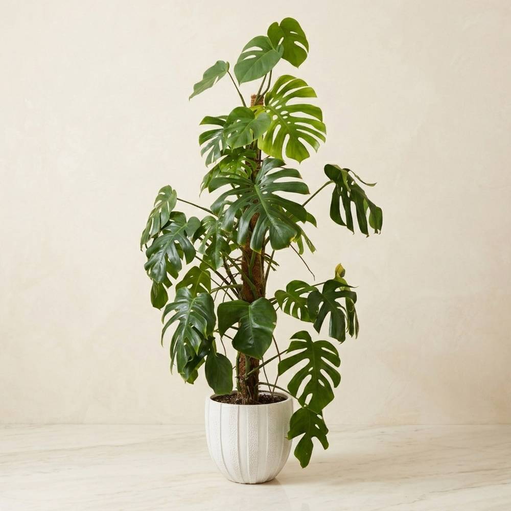 Monstera Deliciosa plant in a white pot